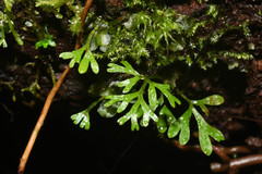 Elaphoglossum peltatum