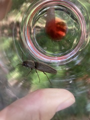 Orthostethus infuscatus