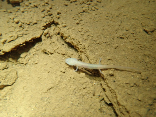 Cascade Caverns Salamander