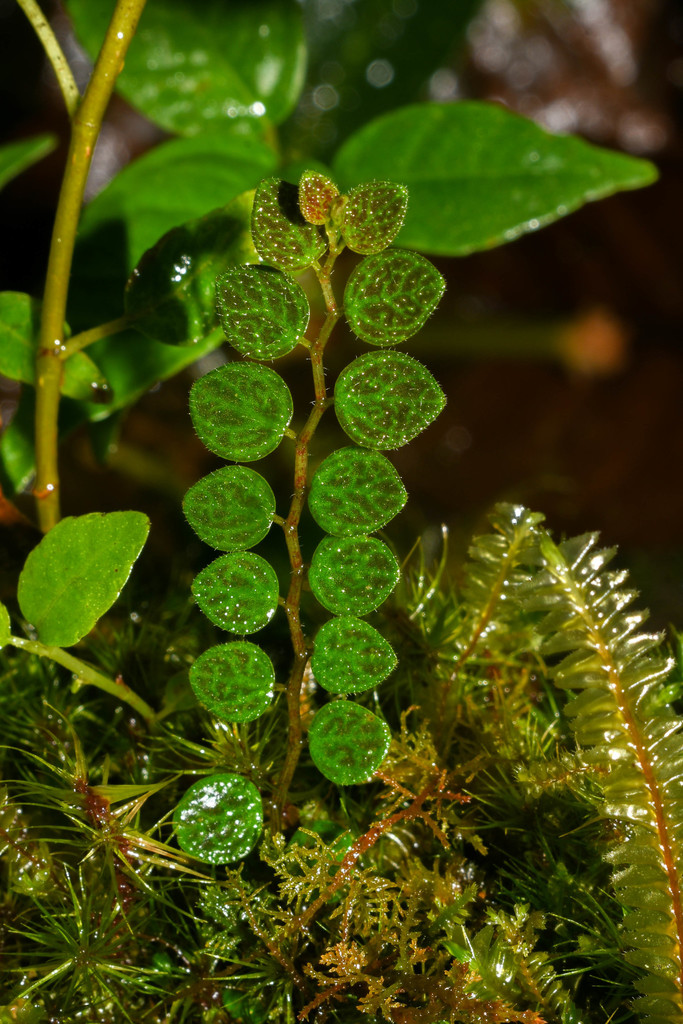 Peperomia tovariana