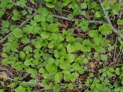 Pyrola minor