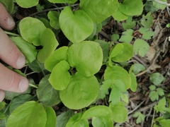 Pyrola minor