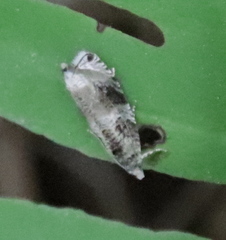 Olethreutes appendiceum