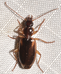 Cymindis limbata