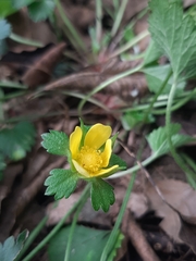 Potentilla indica
