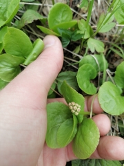 Pyrola minor