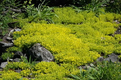 Sedum acre