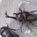 Japanese Rhinoceros Beetle - Photo (c) Gombe, some rights reserved (CC BY-SA)