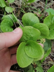Pyrola minor