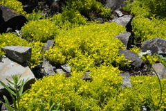 Sedum acre