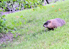Marmota monax