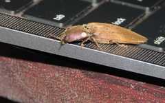 Orthostethus infuscatus