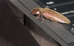 Orthostethus infuscatus