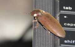 Orthostethus infuscatus