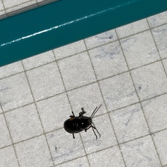 Cryptocephalus moraei