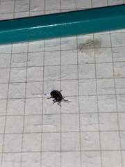 Cryptocephalus moraei