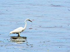 Ardea alba