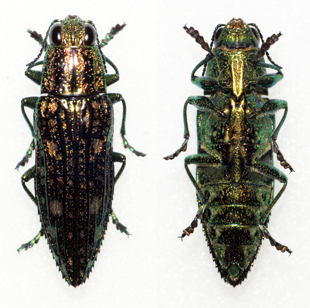 Nipponobuprestis