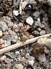 Forelius pruinosus