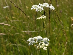 Oenanthe peucedanifolia