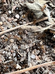 Forelius pruinosus