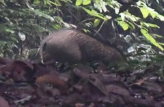 Sus scrofa vittatus