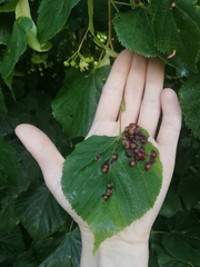 Didymomyia tiliacea