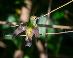 Chionomesa fimbriata