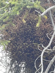 Chrysomyxa arctostaphyli