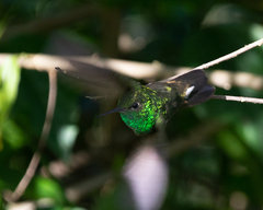 Chionomesa fimbriata