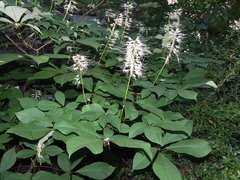 Aesculus parviflora