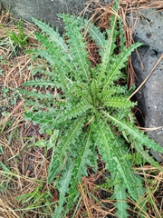 Cirsium nivale
