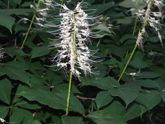 Aesculus parviflora