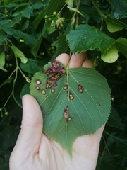 Didymomyia tiliacea