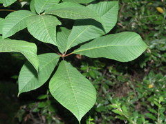 Aesculus parviflora