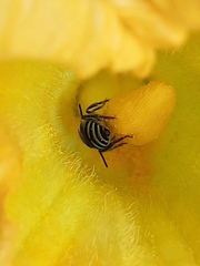 Peponapis pruinosa
