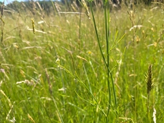 Oenanthe peucedanifolia