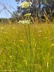 Oenanthe peucedanifolia