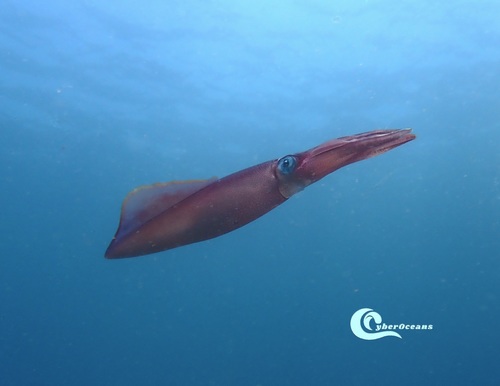 European Squid