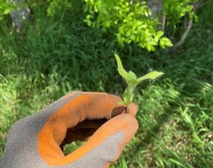 Solanum sarrachoides