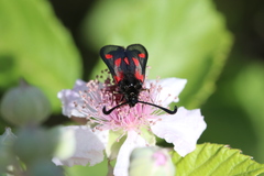 Zygaena sarpedon