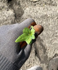 Solanum sarrachoides