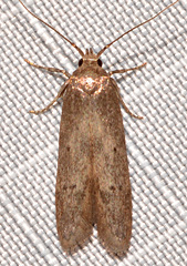 Holcocera chalcofrontella