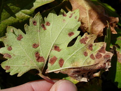 Colomerus vitis