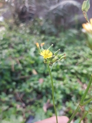 Youngia japonica