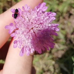 Divales bipustulatus