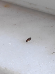 Metopininae