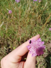 Divales bipustulatus