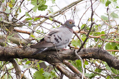 Yellow-Eyed Pigeon photo 5