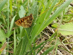 Melitaea britomartis